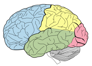 لوب فرونتال مغز و کارکردهای آن